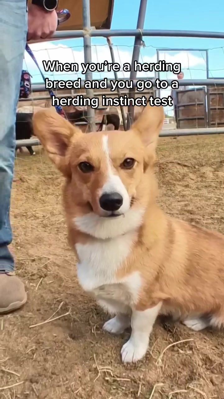 Video post by @ziggy_thecorg on TikTok