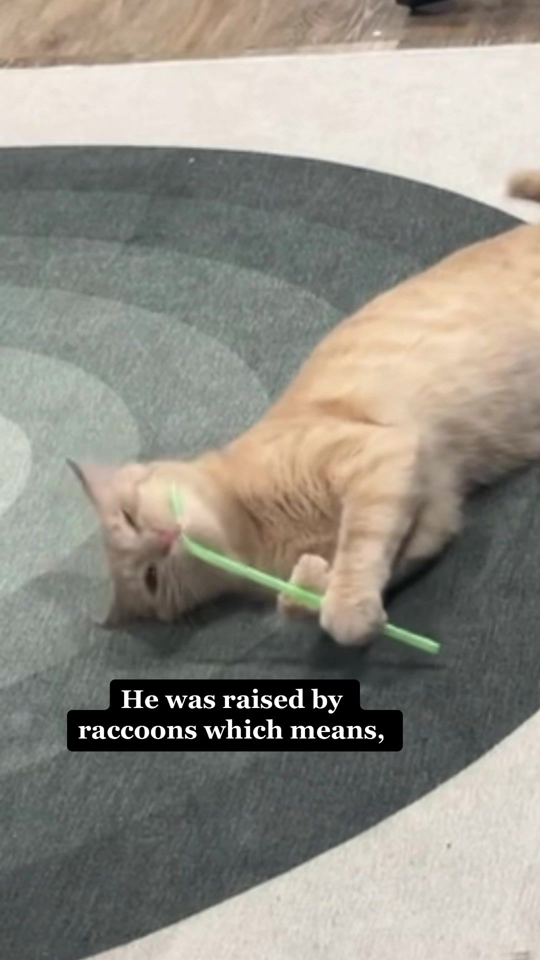 Video post by @goforbrandon on TikTok