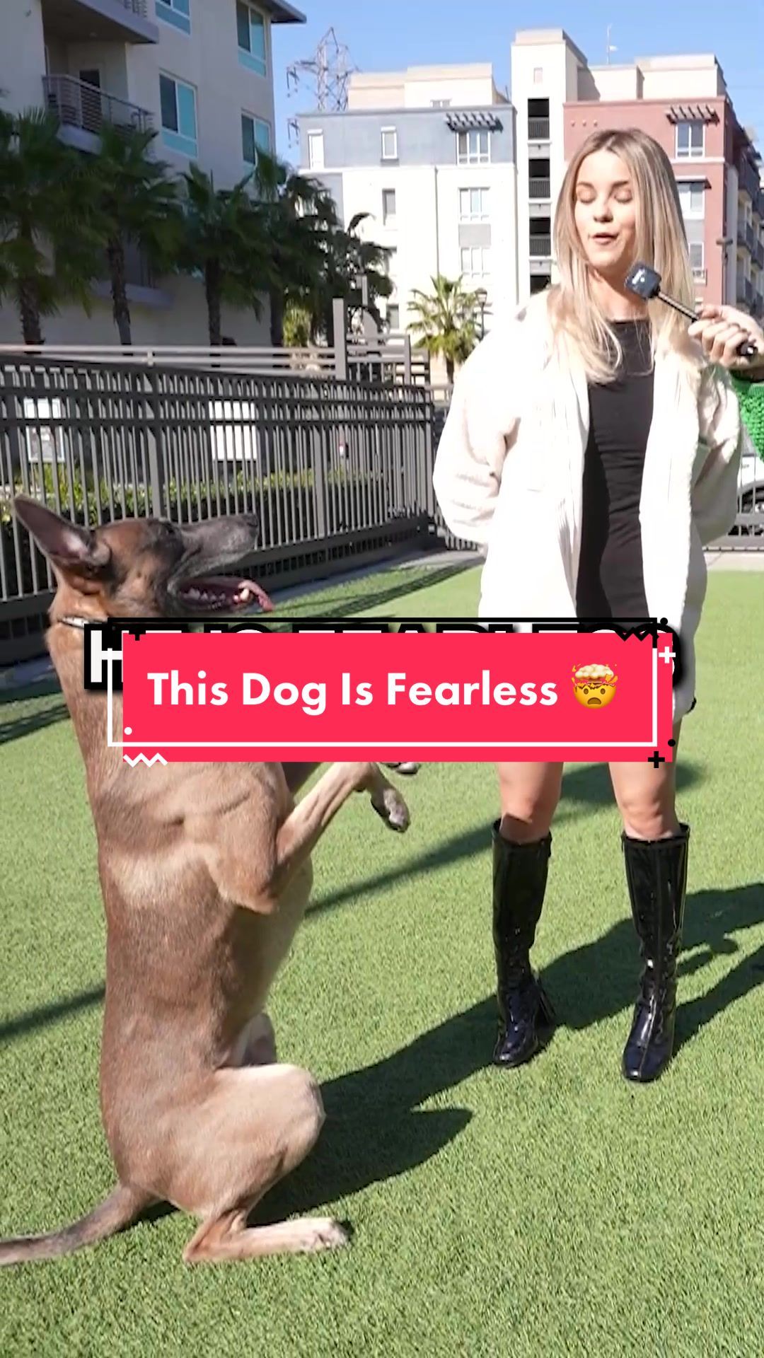 Video post by @thevets_official on TikTok