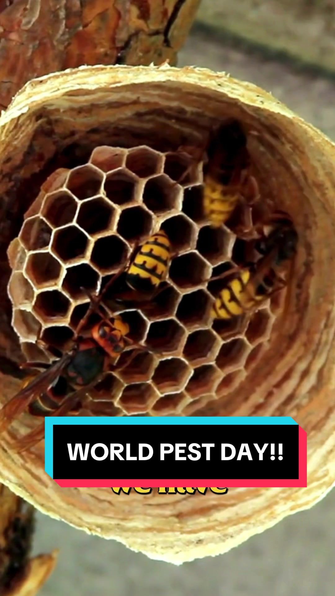 Video post by @bugbustersusa on TikTok