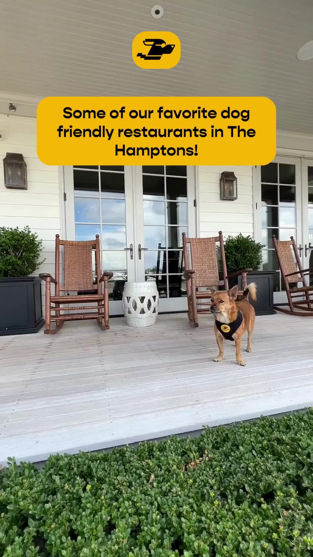 Video post by @jetsetpetsguide on TikTok