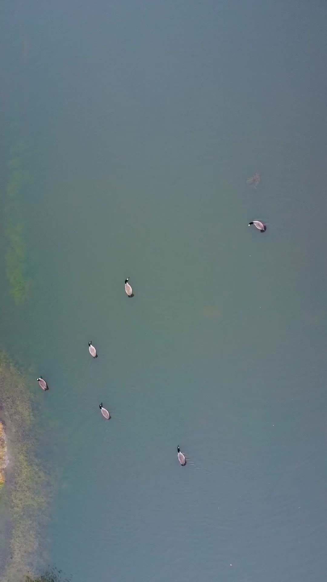 Video post by @elleemikell on TikTok