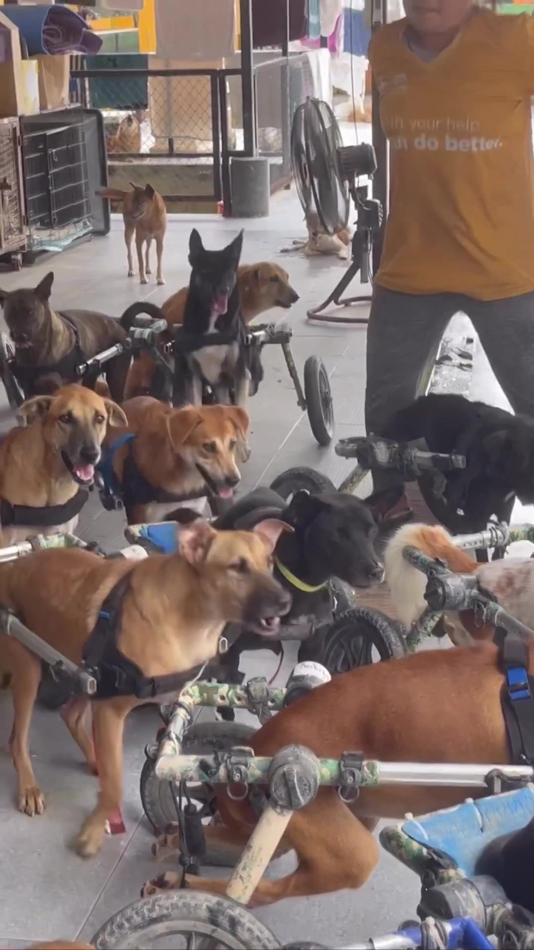 Video post by @walkin_pets on TikTok