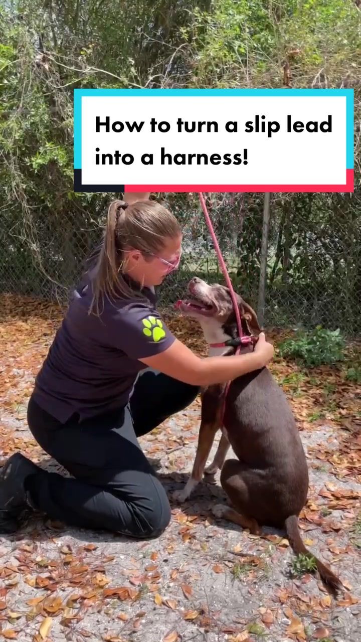 Video post by @suncoasthumane on TikTok