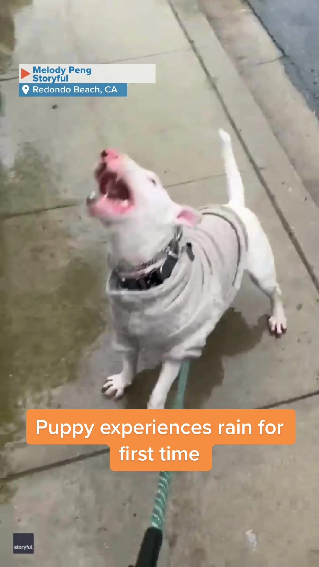 Video post by @foxweather on TikTok