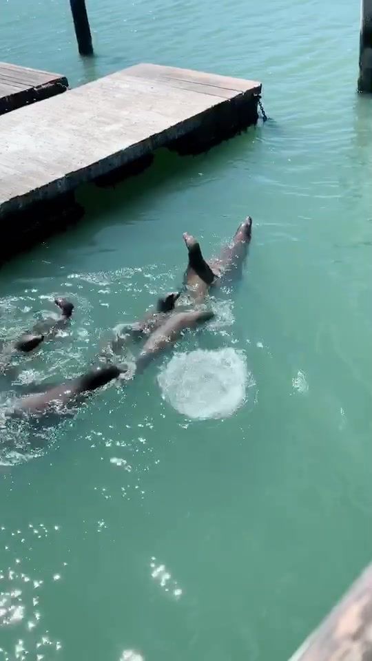 Video post by @onlyinsf on TikTok