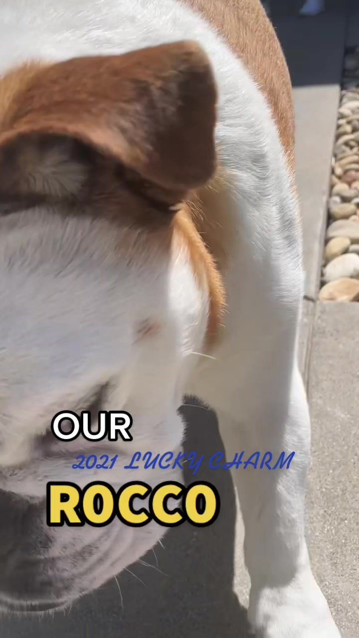 Video post by @warriors on TikTok