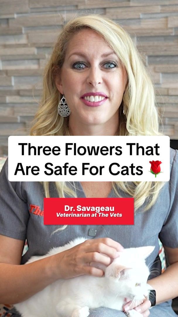 Video post by @thevets_official on TikTok