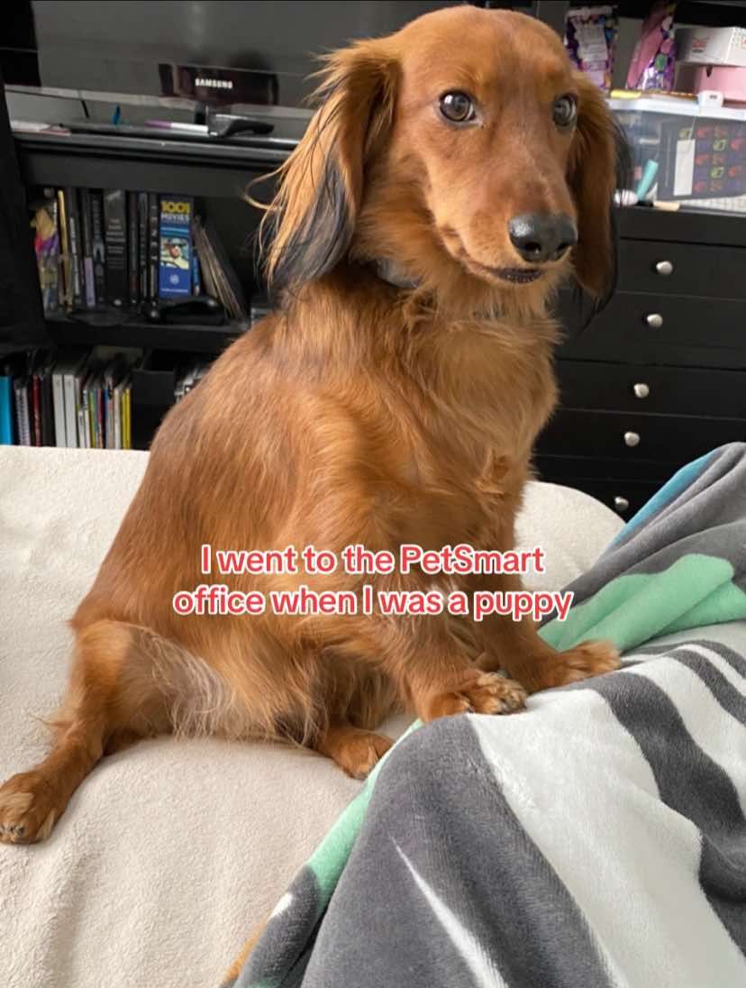 Video post by @petsmart on TikTok