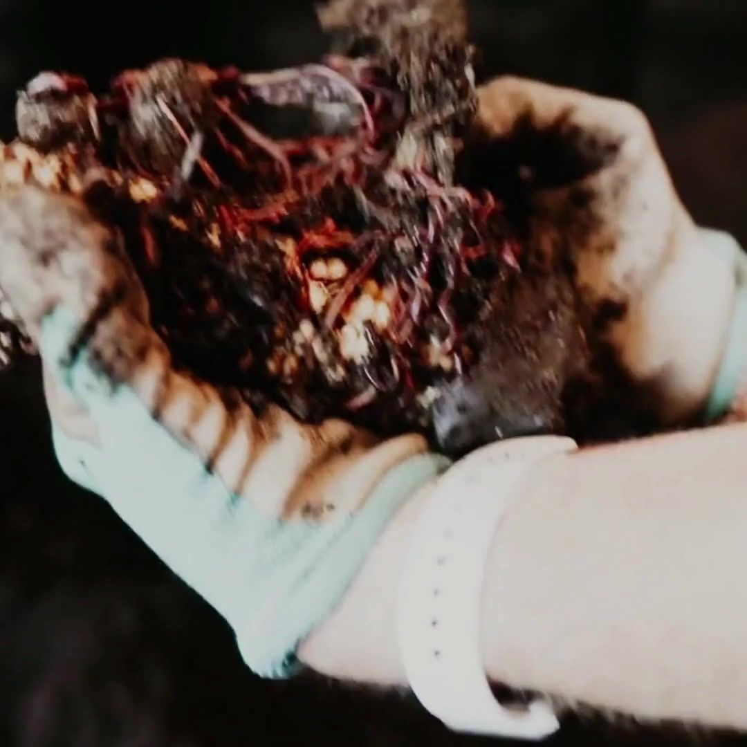 Video post by @GreenhillWormFarm on Facebook