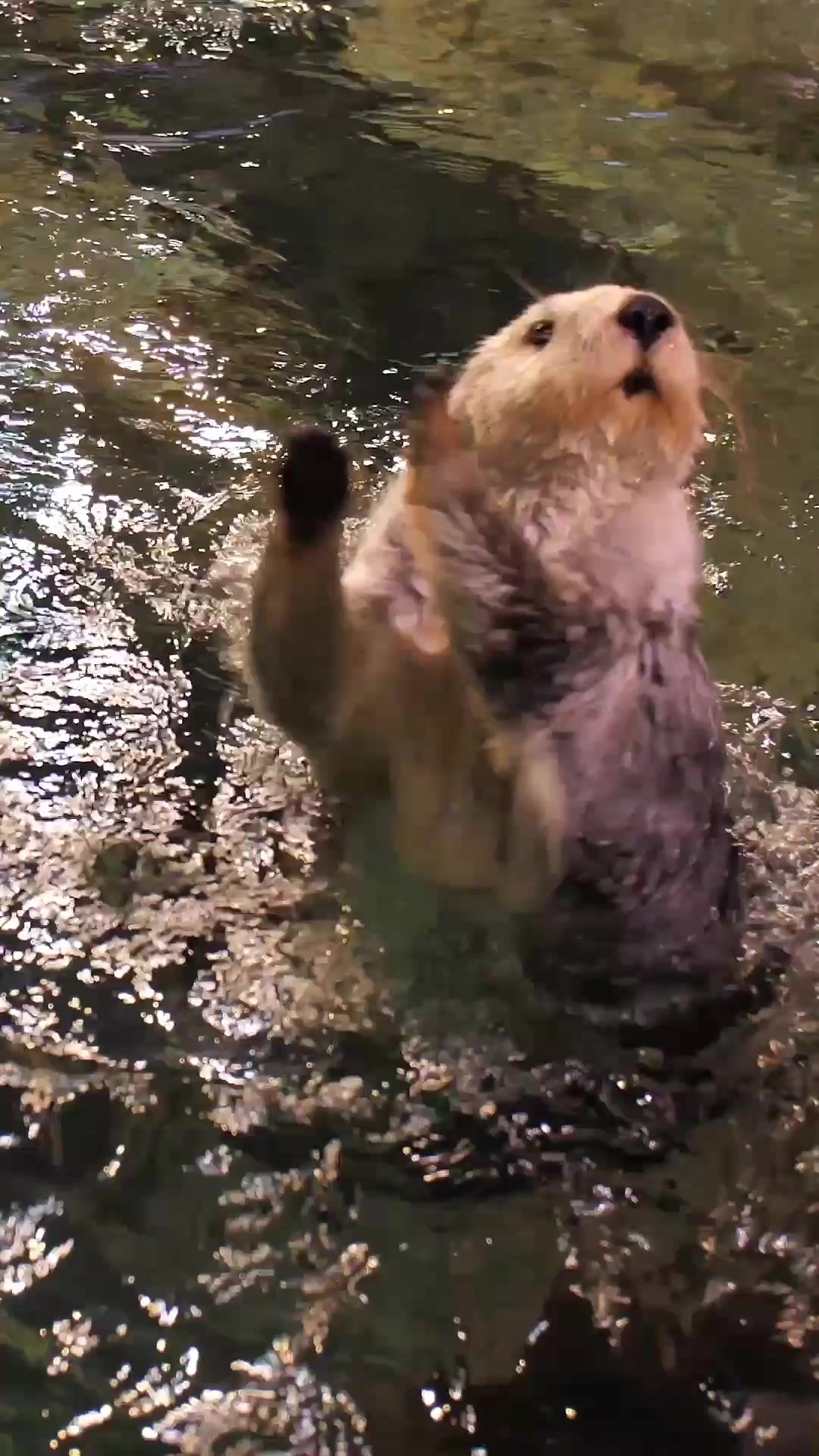 Video post by @discovery on TikTok