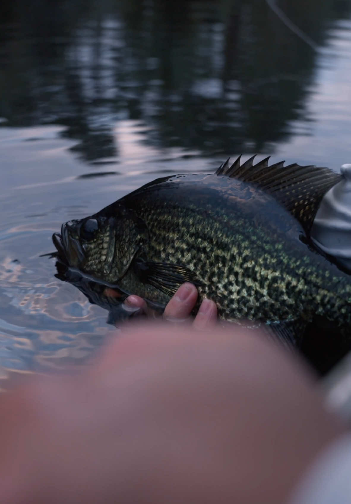 Video post by @ezra.revoir on TikTok