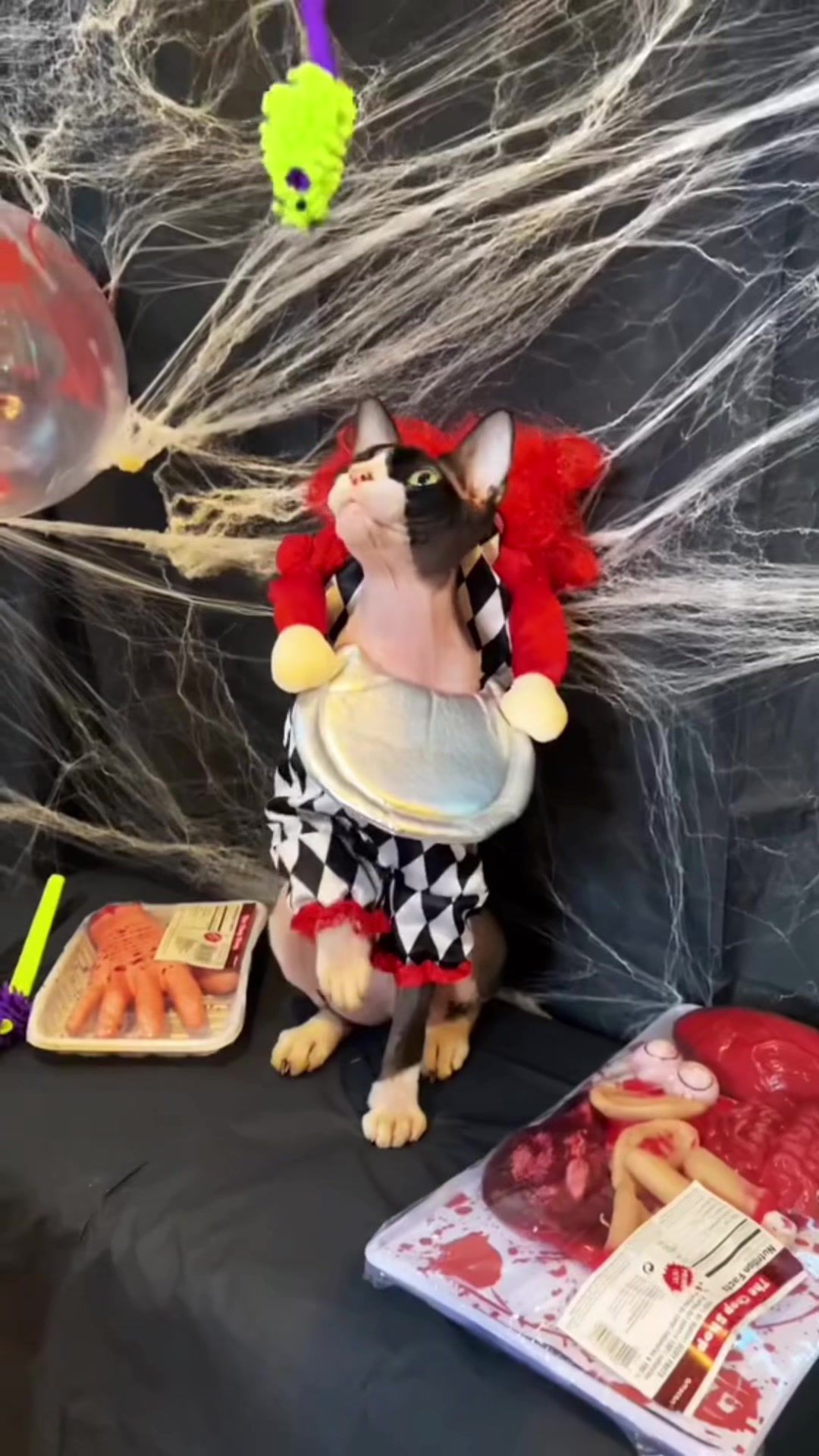 Video post by @petsmart on TikTok