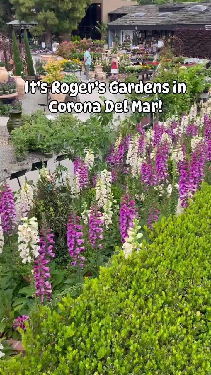 Video post by @snugzmeow on TikTok