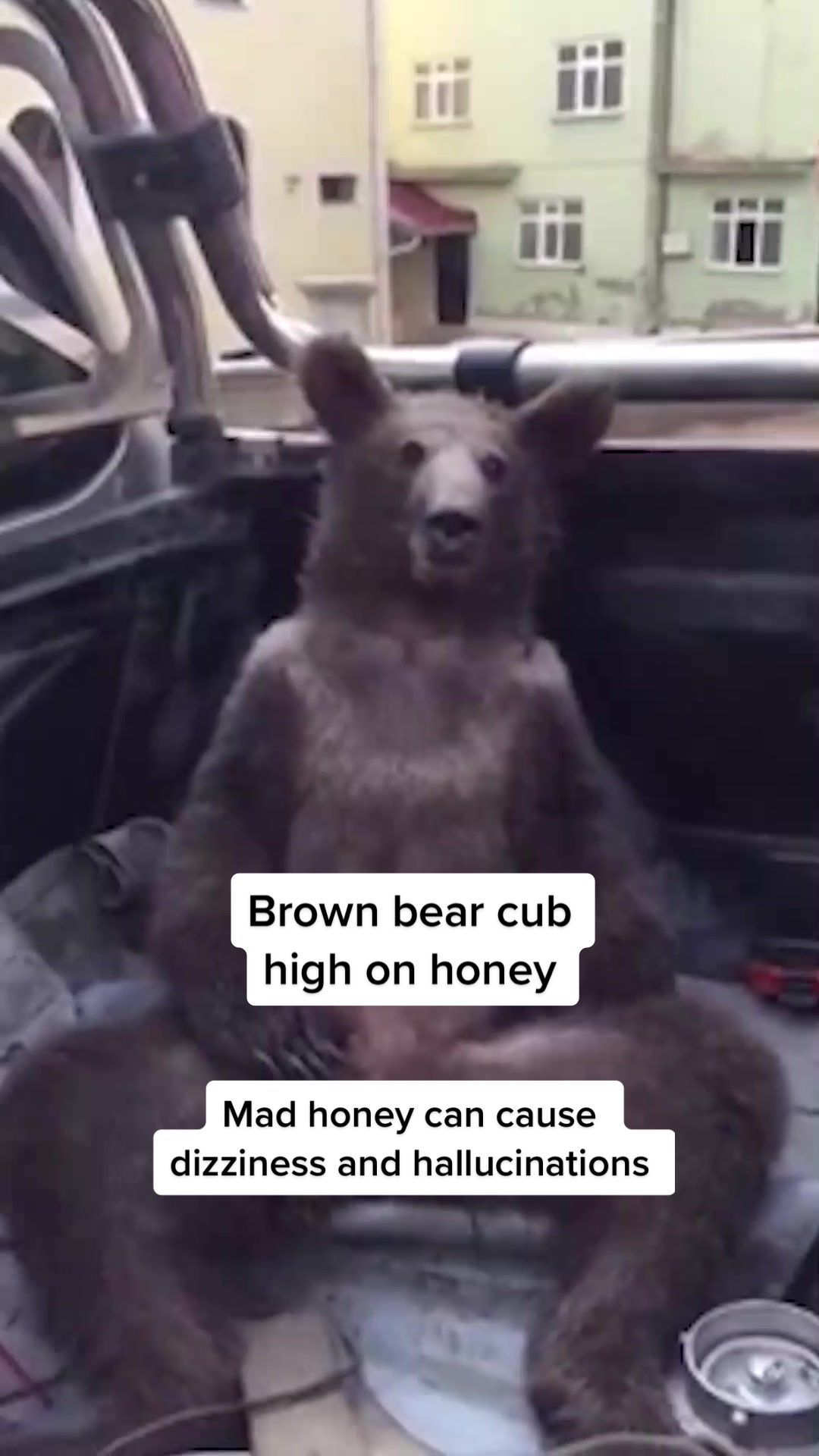 Video post by @nbcnews on TikTok