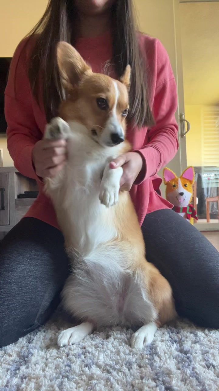 Video post by @ziggy_thecorg on TikTok