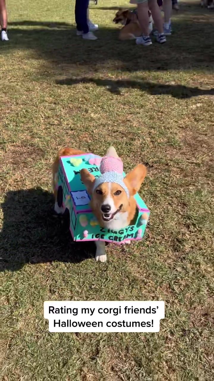 Video post by @ziggy_thecorg on TikTok