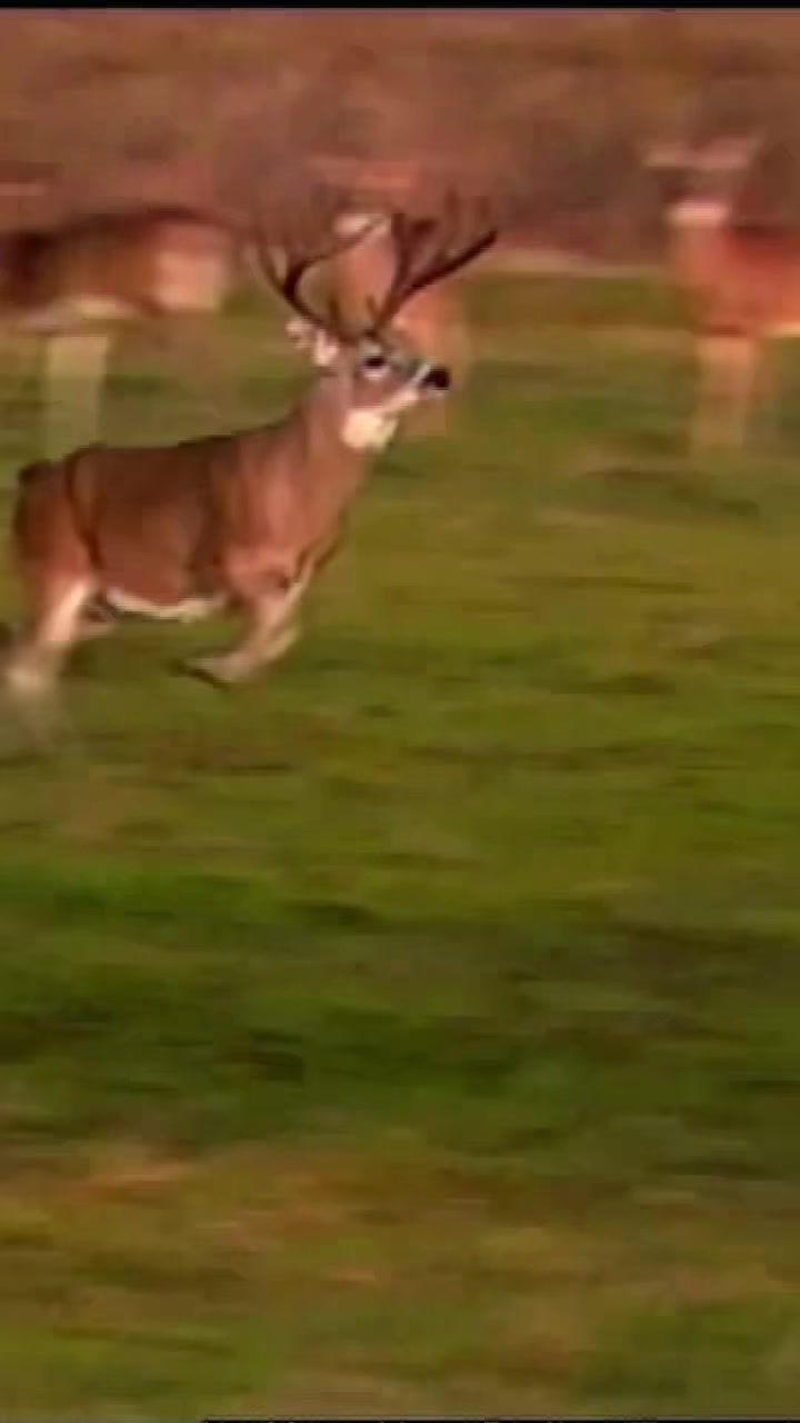 Video post by @okwildlifedept on TikTok