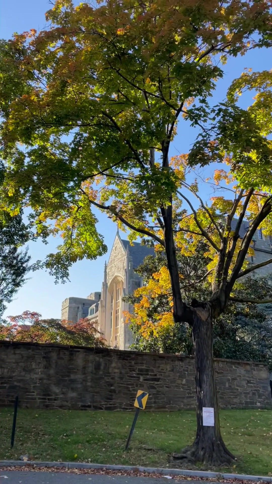 Video post by @georgetownu on TikTok