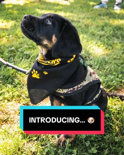 Video post by @commanders on TikTok