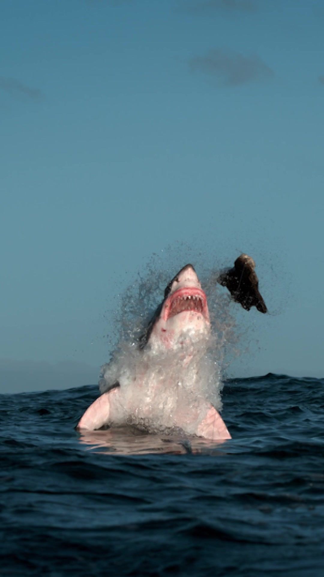 Video post by @discovery on TikTok