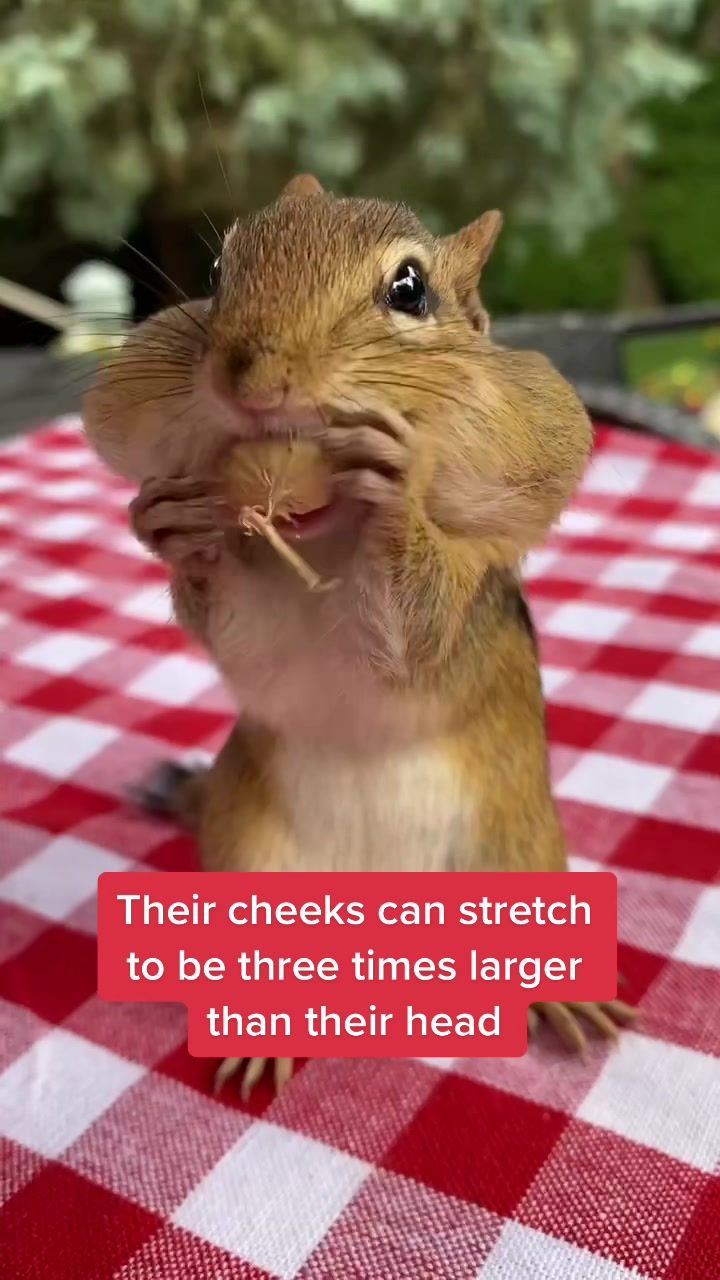 Video post by @animalplanet on TikTok