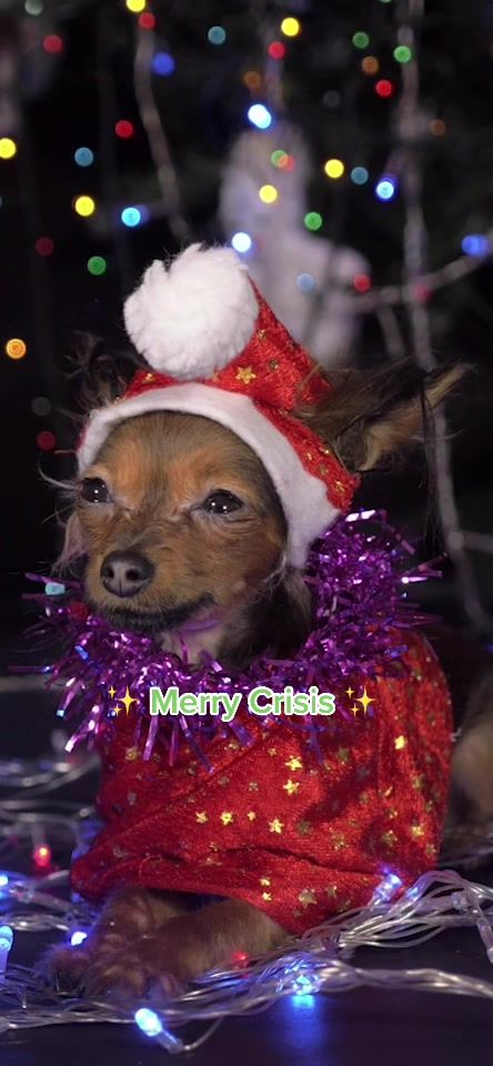 Video post by @animalplanet on TikTok