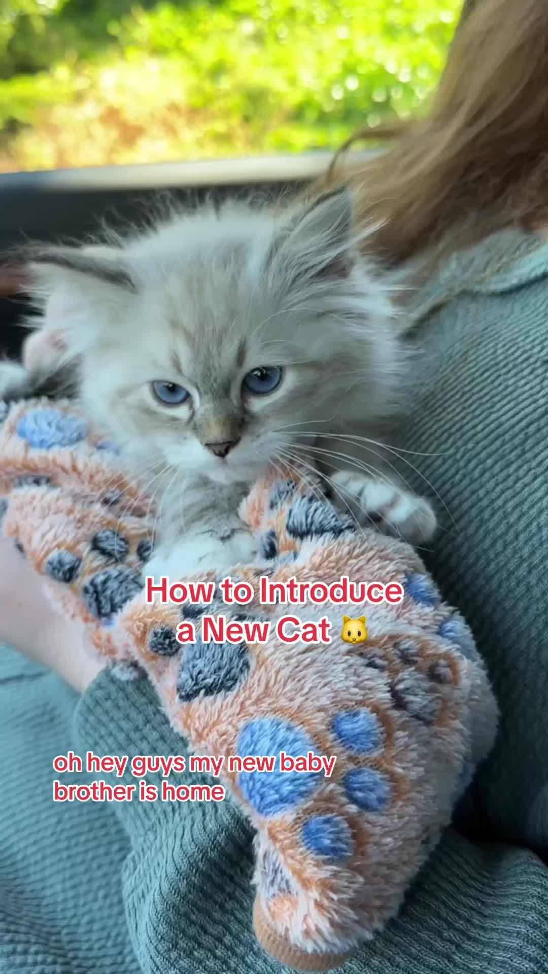 Video post by @petsmart on TikTok