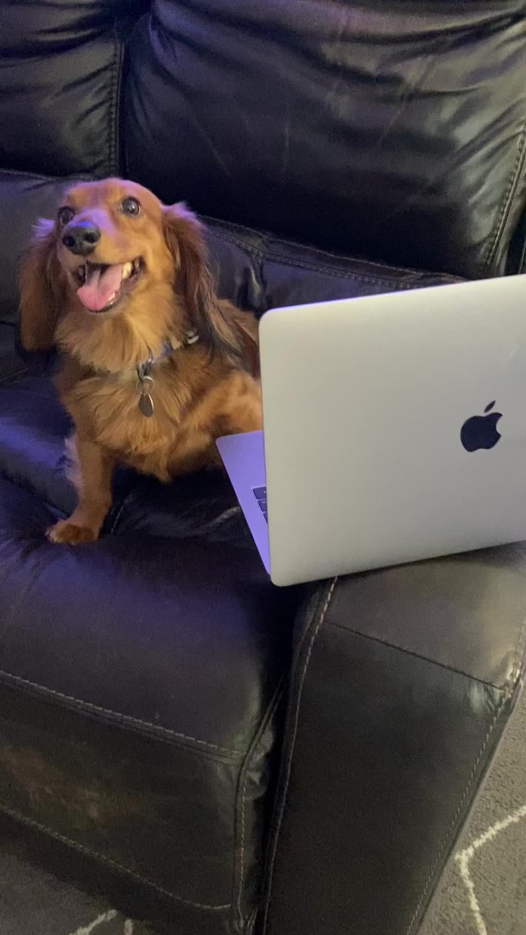 Video post by @petsmart on TikTok