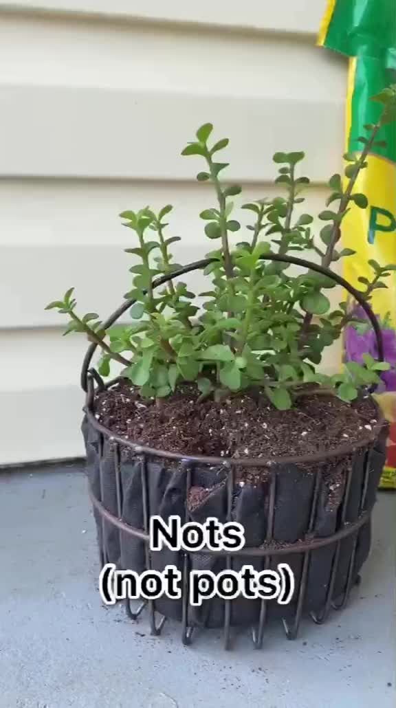 Video post by @miraclegro on TikTok