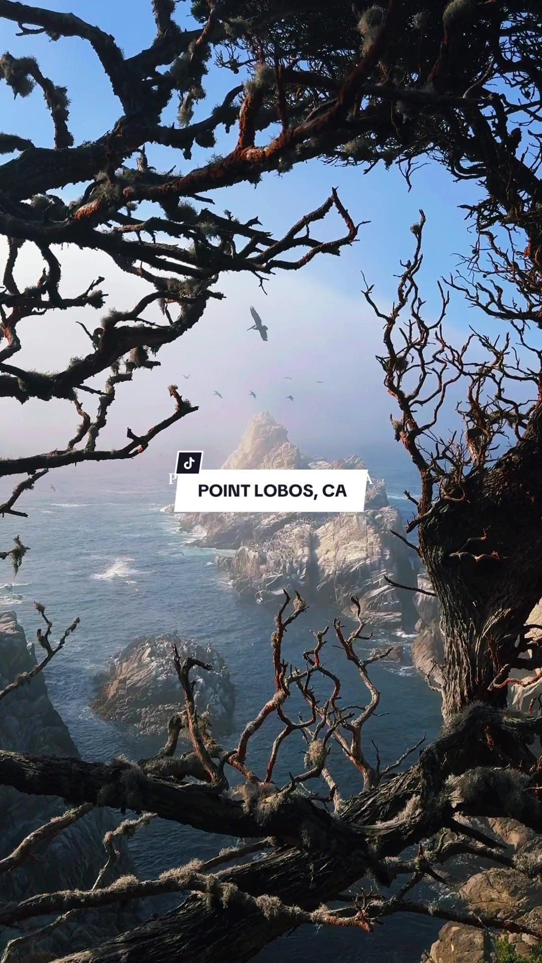 Video post by @dezhester on TikTok