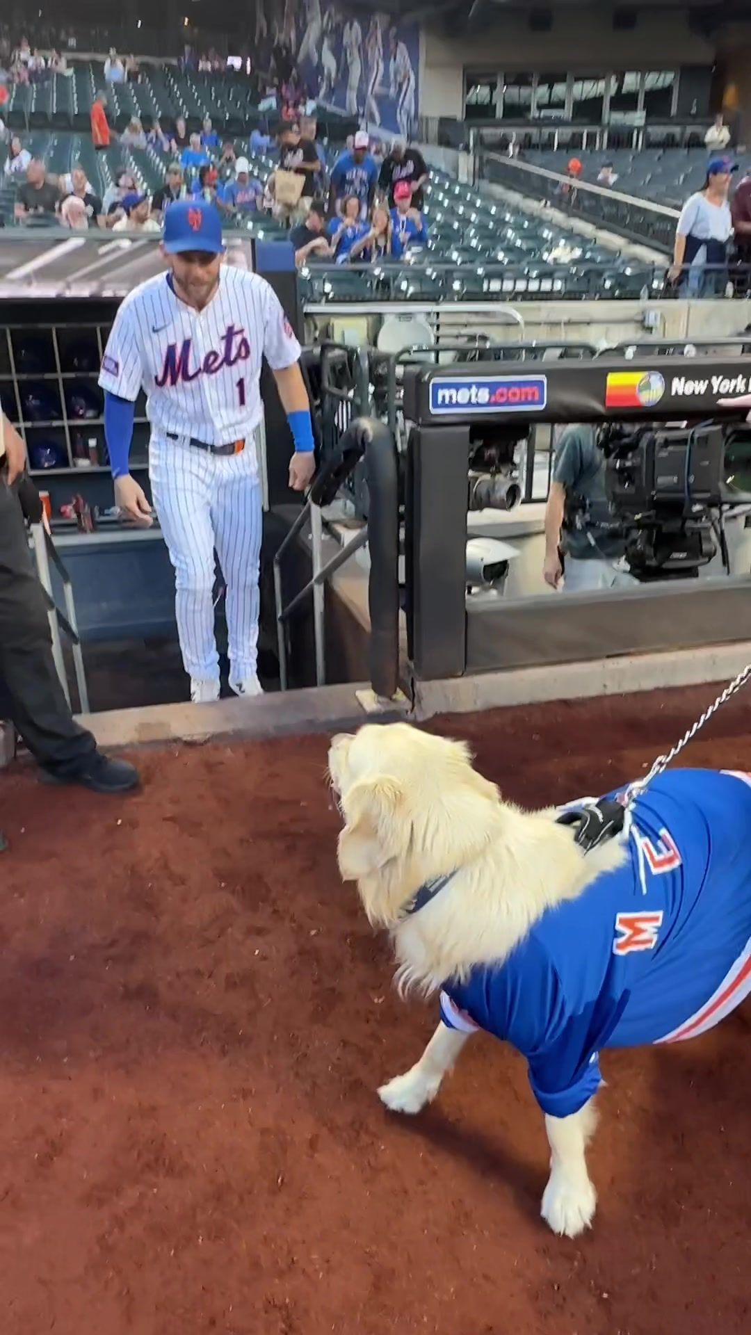 Video post by @mets on TikTok
