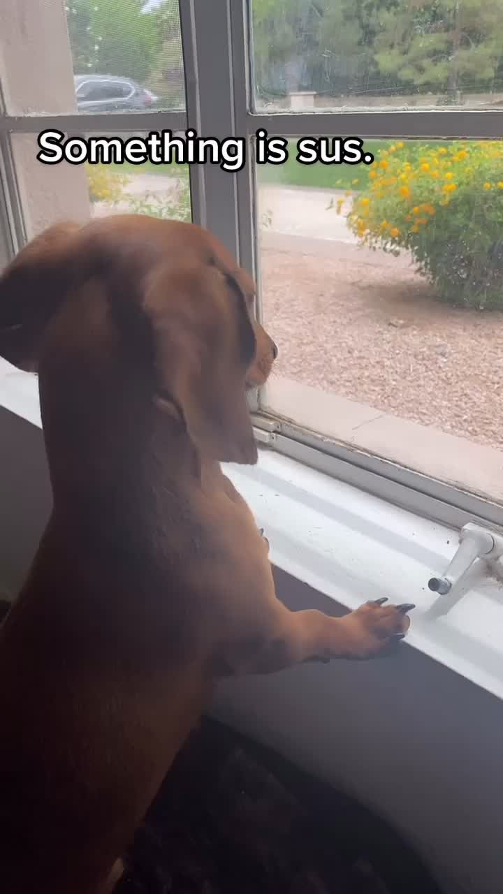 Video post by @petsmart on TikTok