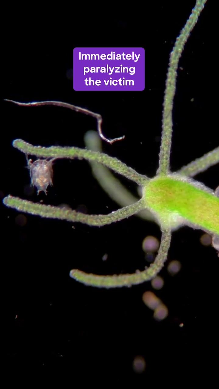 Video post by @sciencechannel on TikTok