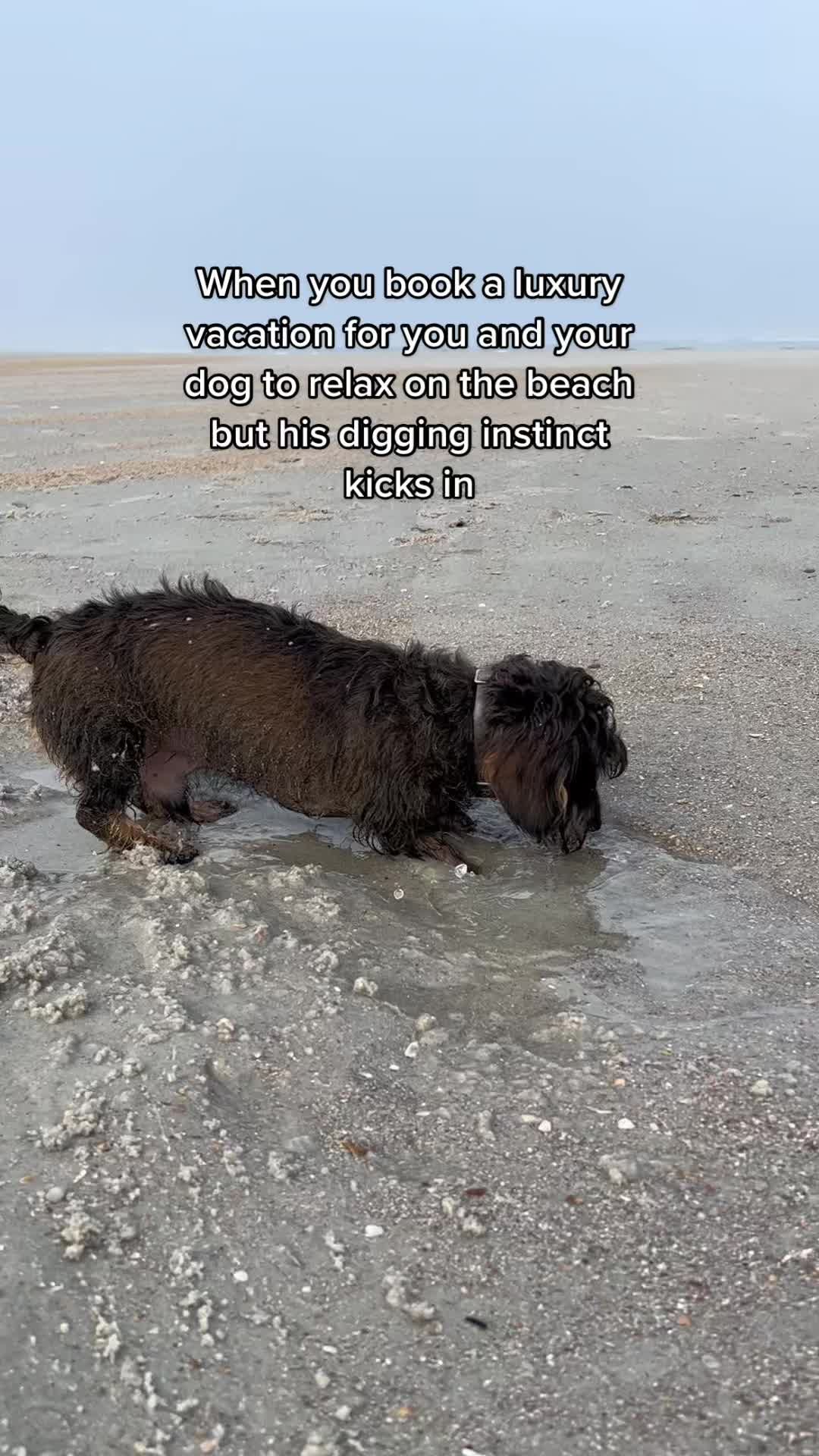 Video post by @thevets_official on TikTok