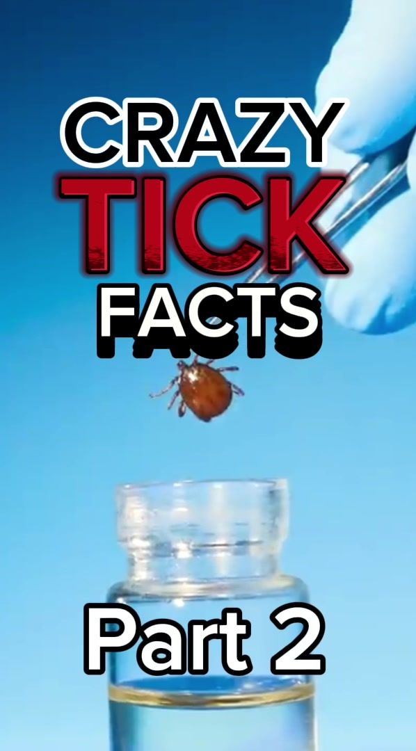 Video post by @bugbitething on TikTok