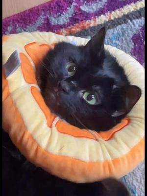 Video post by @madisonsetzerxo on TikTok