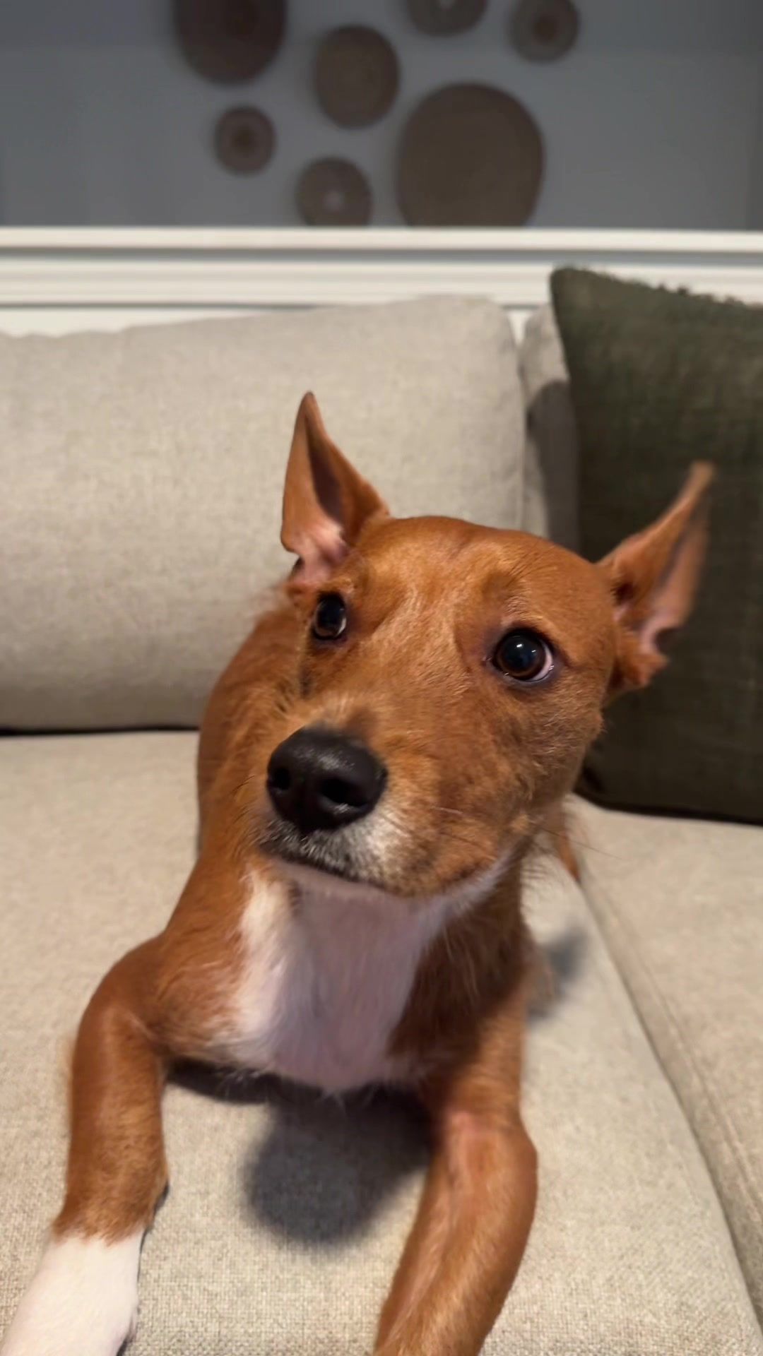 Video post by @ravimody on TikTok