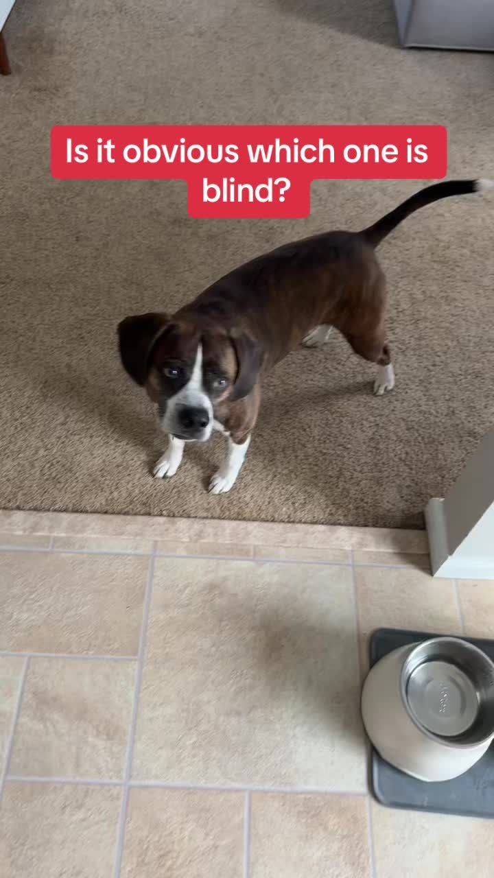 Video post by @whistle on TikTok