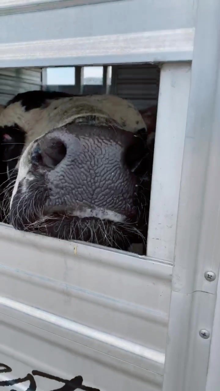 Video post by @pbr on TikTok