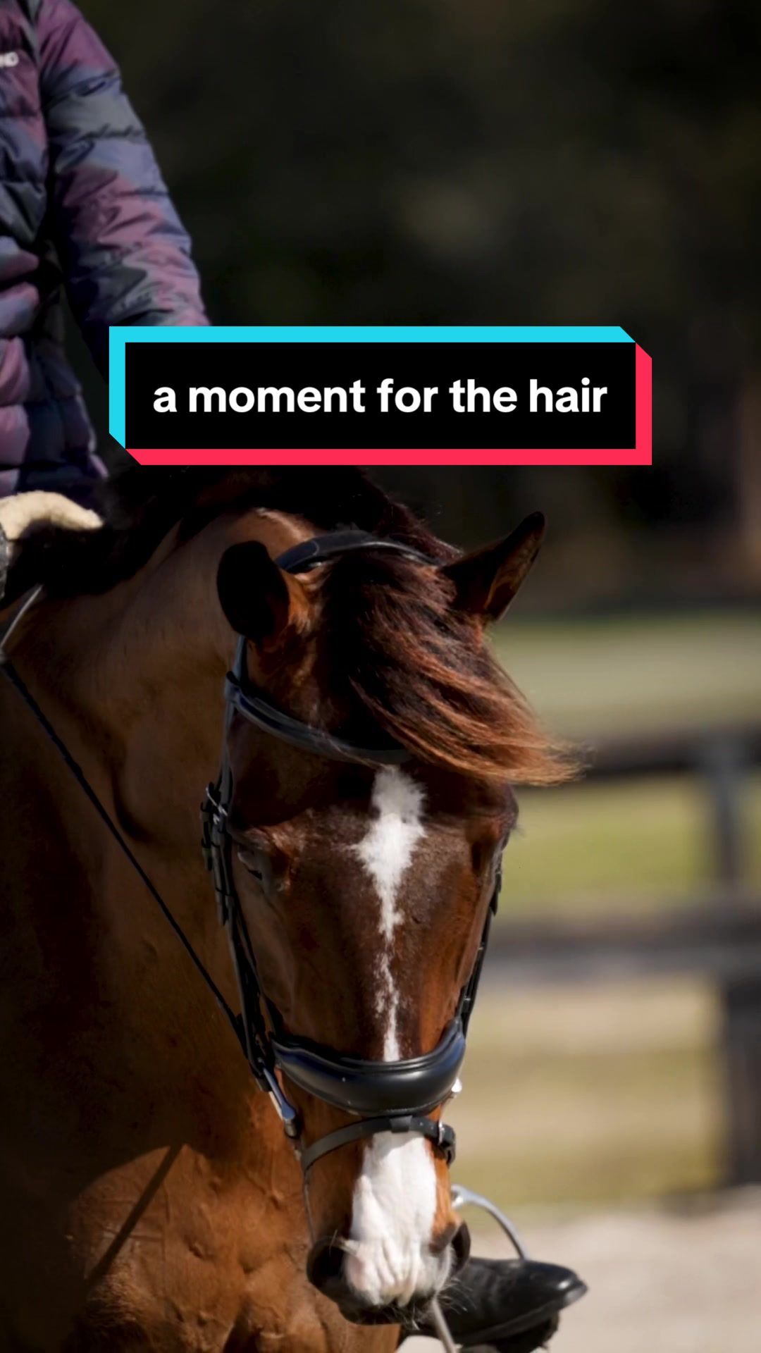 Video post by @usequestrian on TikTok