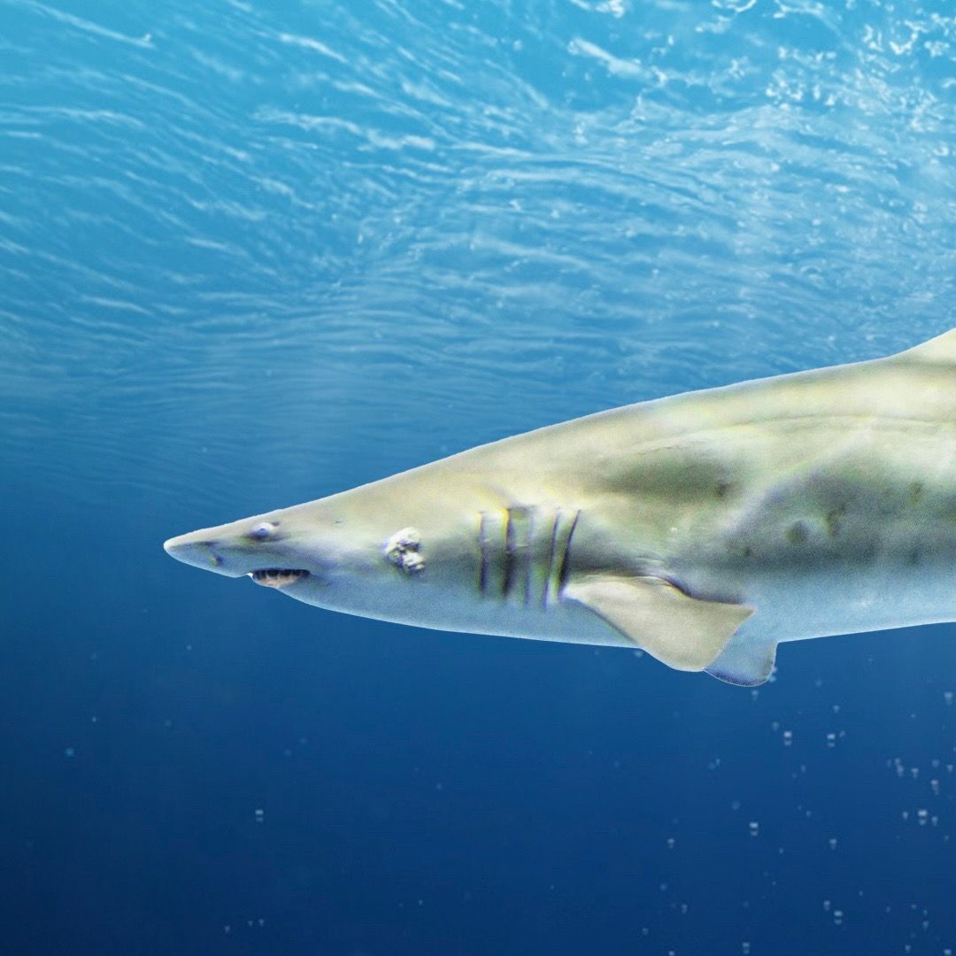 Video post by @discovery on TikTok