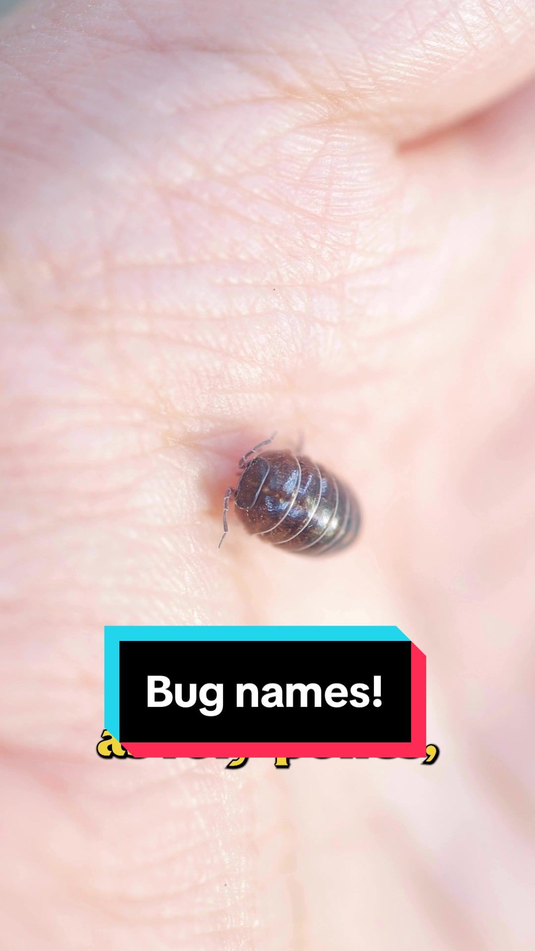 Video post by @bugbustersusa on TikTok