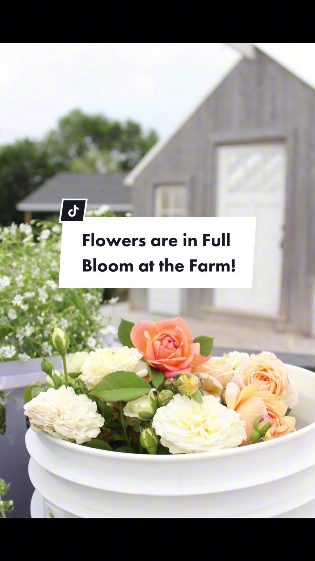 Video post by @rosefarmstead on TikTok