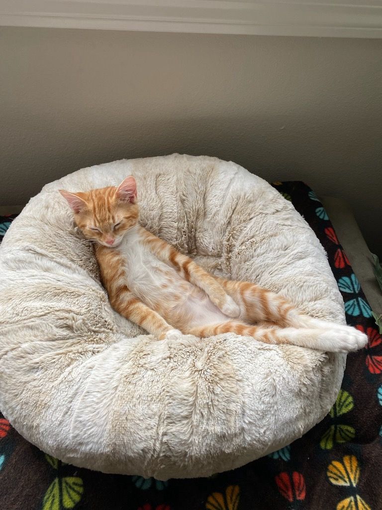 Video post by @alexwarneke on TikTok