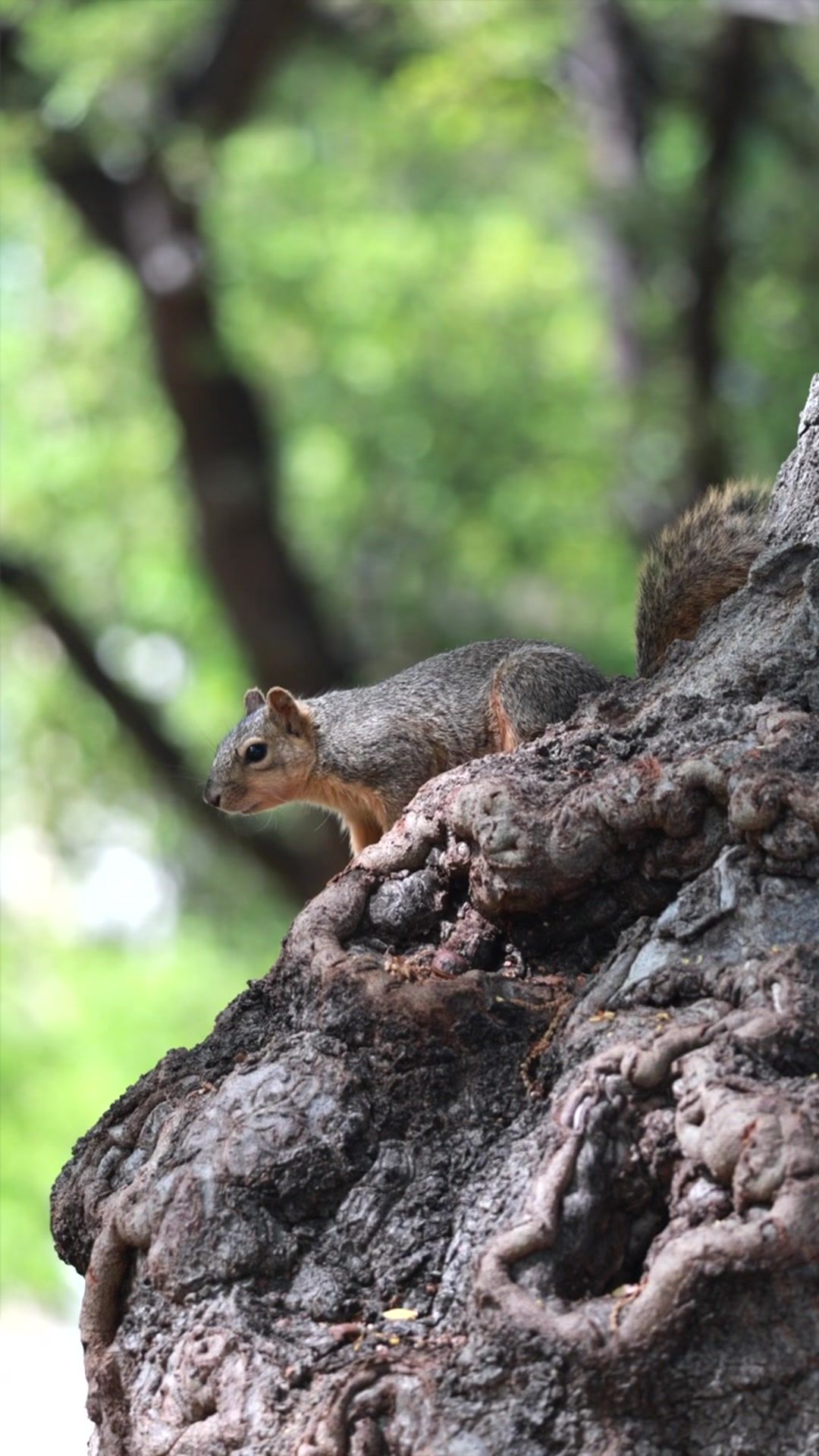 Video post by @texaschristianuniversity on TikTok