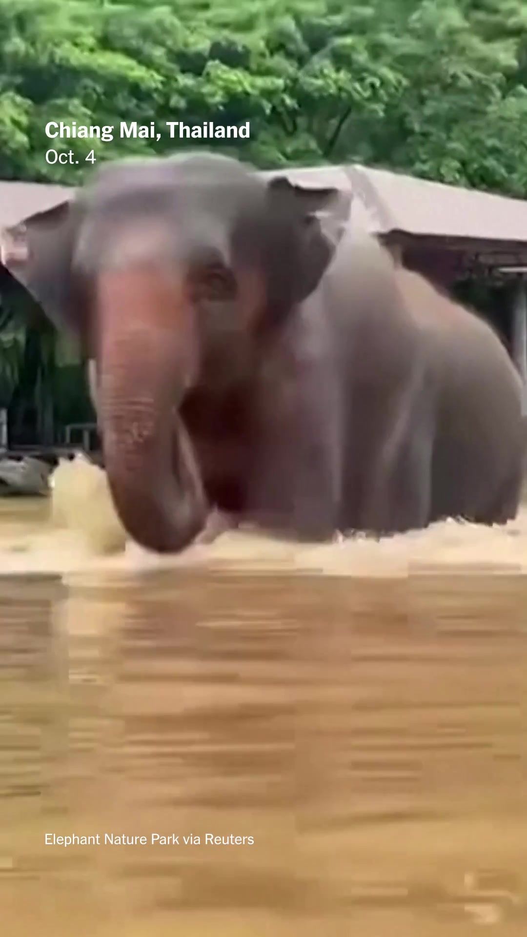 Video post by @nytimes on TikTok