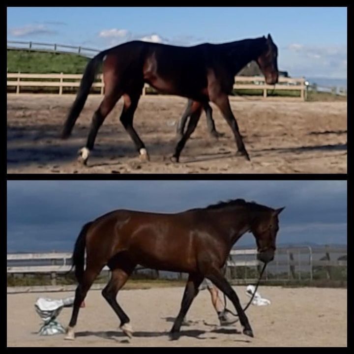 Image post by @ankehawkebalanceddressage on Facebook