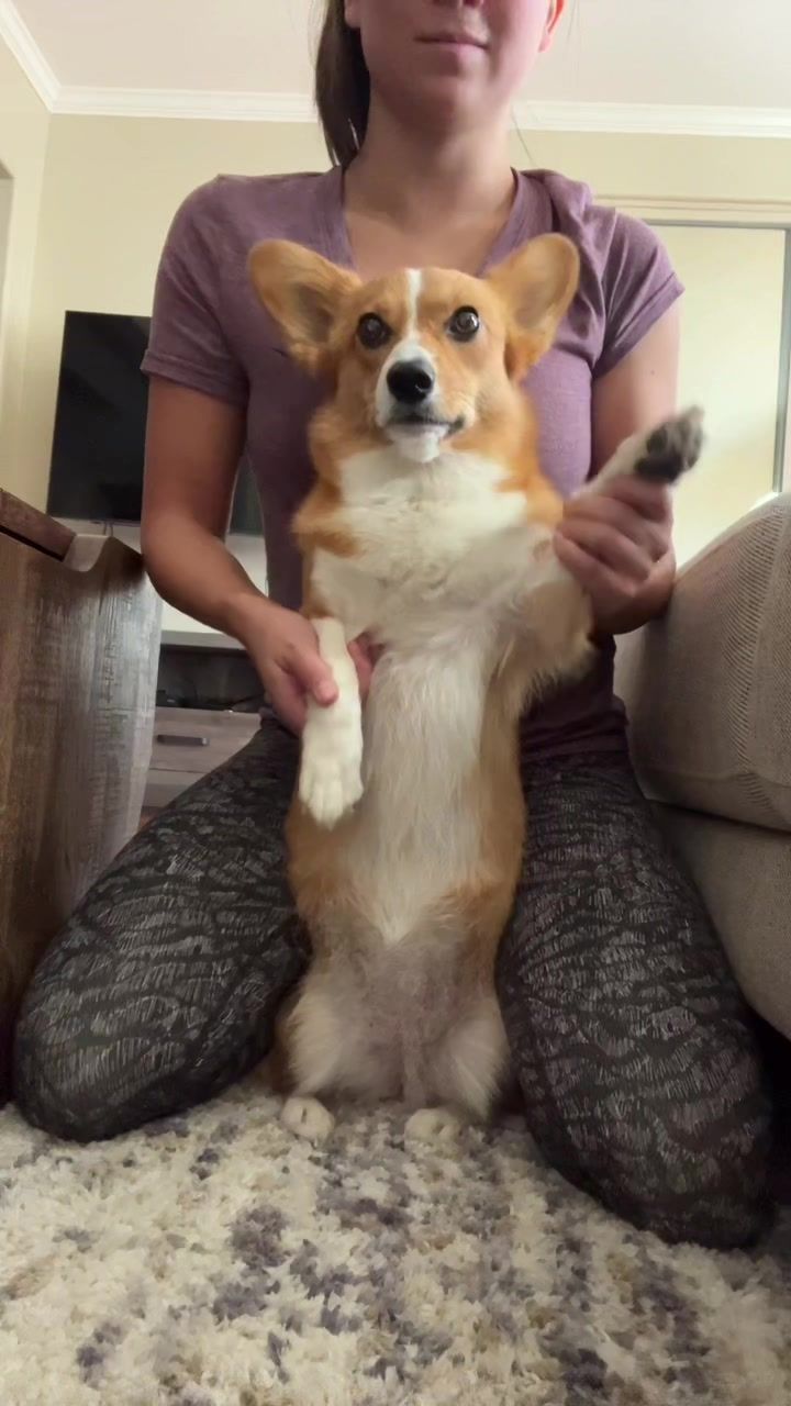 Video post by @ziggy_thecorg on TikTok