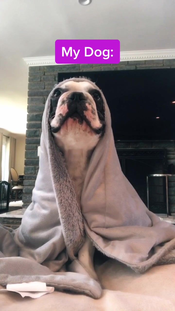 Video post by @bentley_t on TikTok